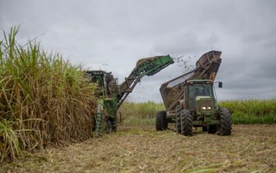 El Salvador: Exportaciones de azúcar en 2025 crecieron un 7% impulsadas por eficiencia productiva y demanda internacional
