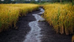 Chile desarrolla arroz optimizando agua y ayudando al medio ambiente