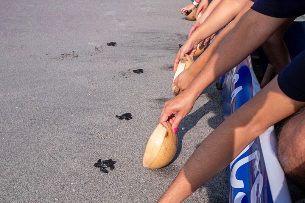 Aseguradora ACSA realizó su tercera liberación de tortugas marinas