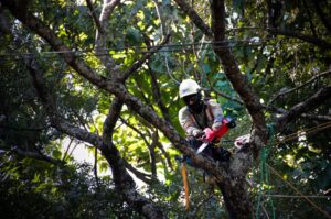 AES CLESA realizó jornadas de poda sustentable en Santa Ana