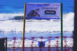 FIAES y AMBAS inauguraron proyecto de conservación de tortugas marinas