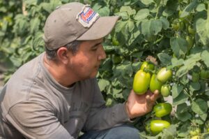 FAO y Programa Mundial de Alimentos como aliados estratégicos para El Salvador