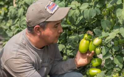 FAO y Programa Mundial de Alimentos como aliados estratégicos para El Salvador