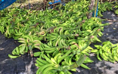Ministerio de Agricultura ha potenciado cultivos estratégicos en El Salvador