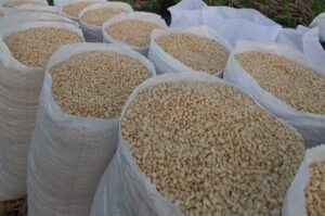 El maíz es el principal cultivo de granos básicos a nivel nacional en El Salvador